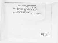 Laestadia polystigma image
